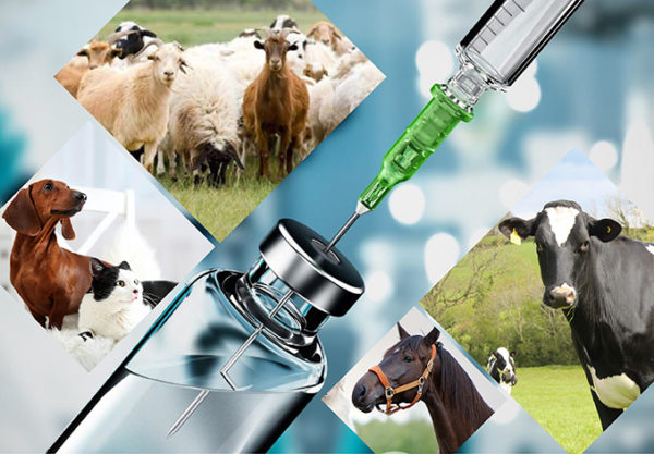Tăng cường thuốc thú y với hydroxypropyl betadex